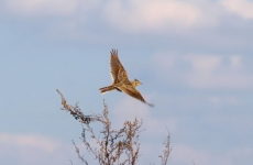 Таємниці свята Сорочини