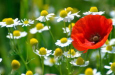 Червень — рум’янець року: прикмети і свята