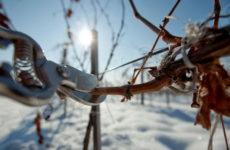 Трифона Зарізана: традиції святкування