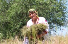 Трав’яні обереги Таїсії Вікол