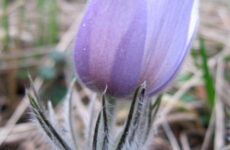 «Дай, Боже, діждати – сон-траву топтати!»: народні звичаї, вірування та обряди